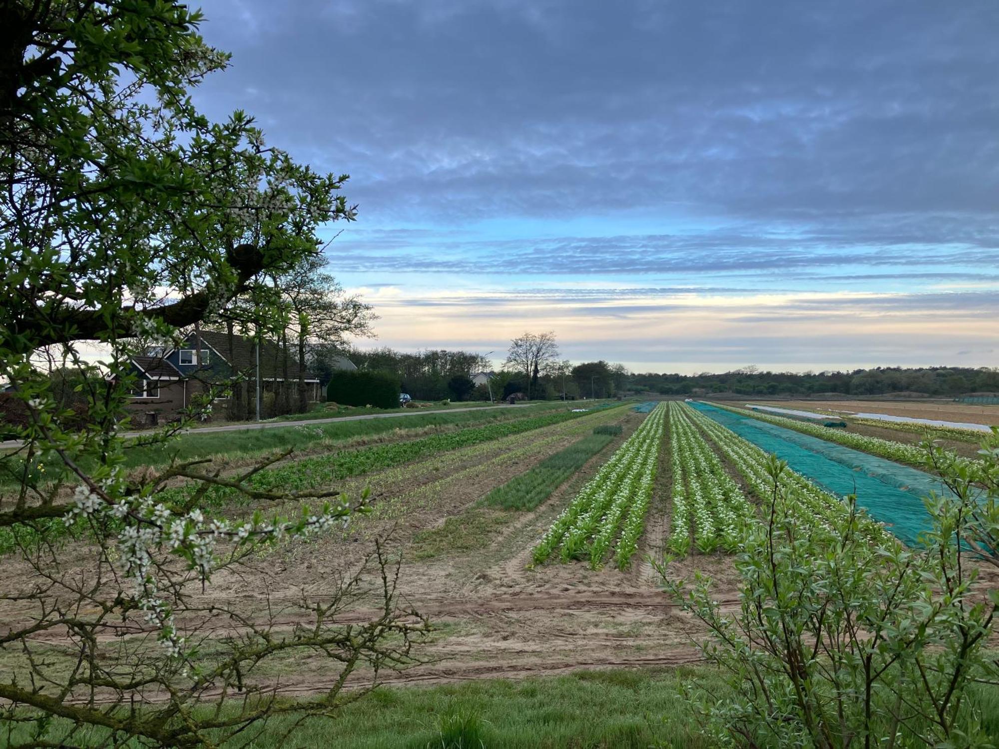 Lowlander Bnb Heemskerk Esterno foto